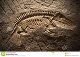 Pictures of Dinosaur Fossil In Ground