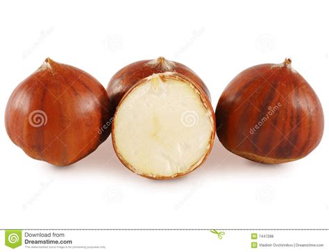 Chestnut (maroni) stock photo. Image of brown, freshness - 7447288