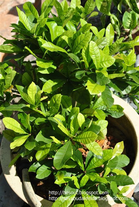 Limau kasturi baik untuk pengidap kencing manis. 2 Cents Worth Of A Raging Dad: Buah Ajaib, Pokok Ajaib