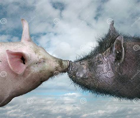 Two Pigs Kissing Stock Image Image Of Animal Kiss Love 26092099