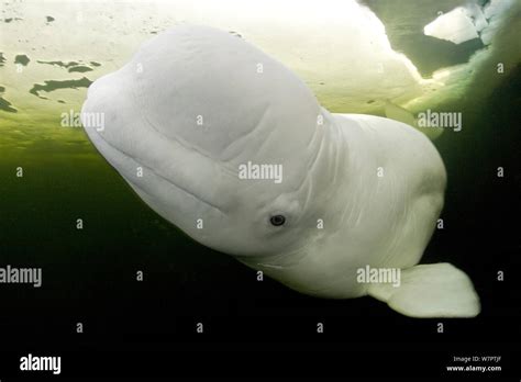 Beluga Whale Delphinapterus Leucas Swimming Under Ice Arctic Circle Dive Center White Sea