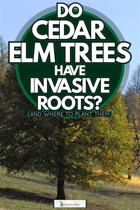 Do Cedar Elm Trees Have Invasive Roots And Where To Plant Them