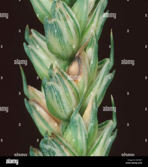 Fusarium Ear Blight Or Head Scab Fusarium Poae Early Discreet Lesion