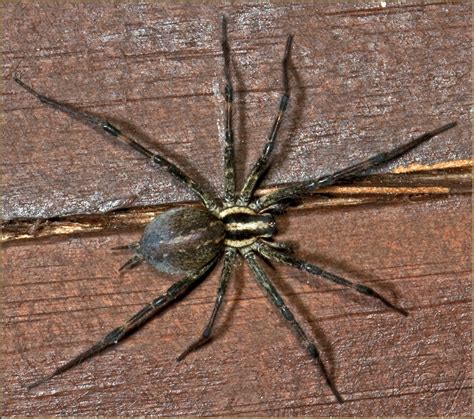 Grass Spider Very Large Spider Agelenopsis Species Hunt Flickr