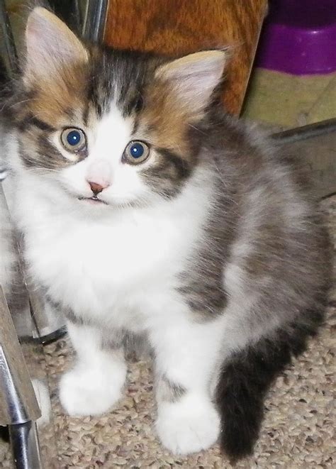 Fluffy Calico Kitten Steals My Heart This Lovely Fluffy K Flickr