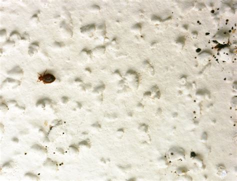 As you can see, they look just like mosquito bites! A Bed Bug: What Does A Bed Bug Nest Look Like