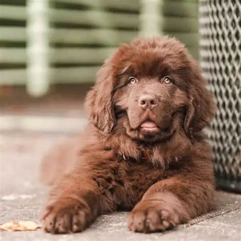 Newfoundland Dog Breed Information Temperament And Images