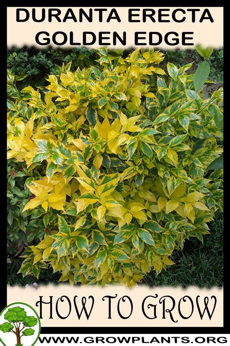 Maybe you would like to learn more about one of these? Duranta erecta cuban gold - How to grow & care