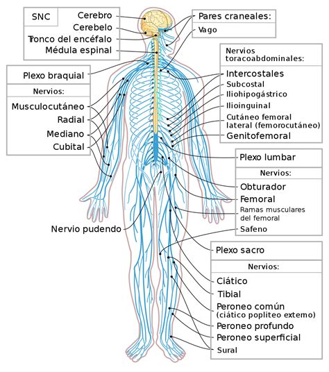 Sistema Nervioso Som Tico Wikipedia La Enciclopedia Libre