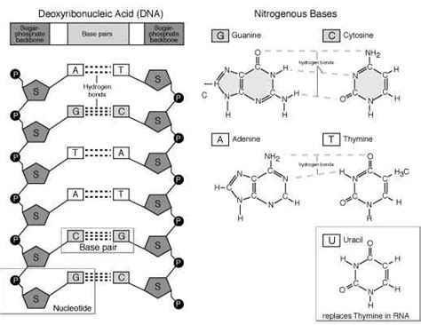 Complementary base pairing refers to the structural pairing of nucleotide bases in deoxyribonucleic the guanine base is always paired with the complementary cytosine base, and the adenine base is. Nucleic Acids (DNA)