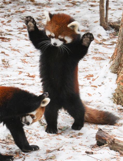 Red Pandas Have A Big Bushy Tail That Helps Them Balance When They