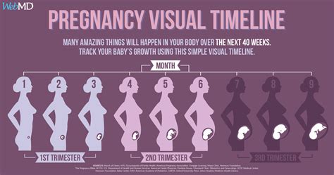 Timeline Of Pregnancy