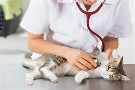 How To Recognize If Your Cat Is Sick Signs And Symptoms