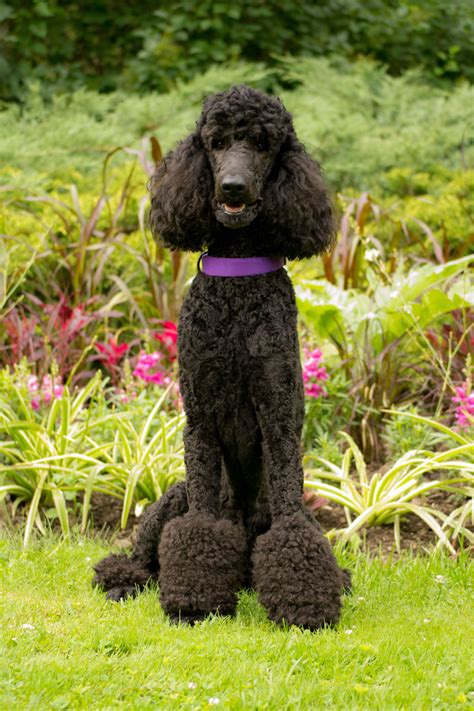 Onyx Standard Poodle Poodle Dog Cute Dogs Poodle