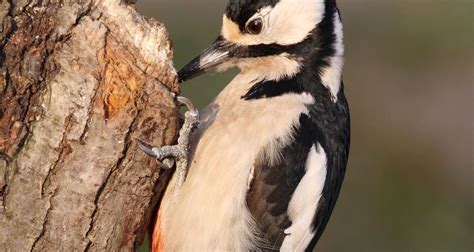 Woodpeckers Of Europe Gallery Great Spotted Woodpecker Male
