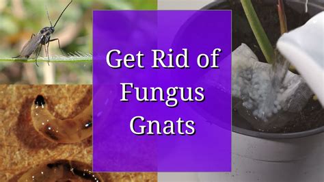 Get Rid Of Fungus Gnats For Propagation And Houseplants Youtube