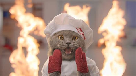 The Cat Cooking Show 2 Youtube