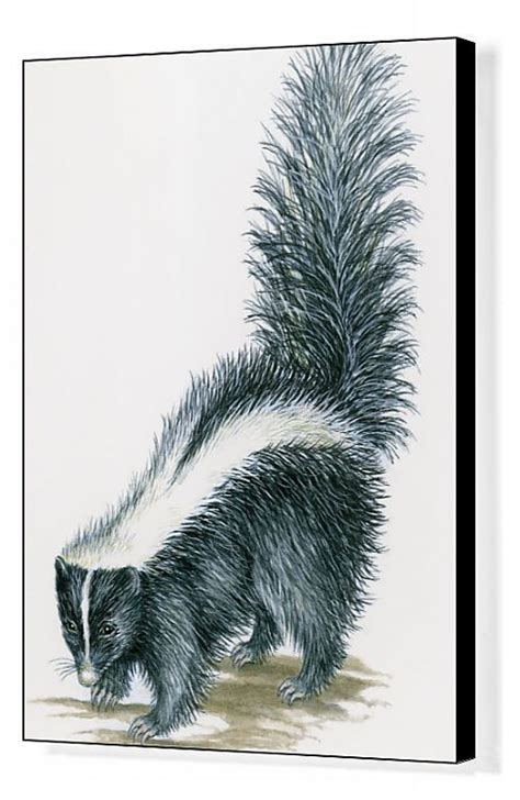 20x16 Inch 51x41cm Ready To Hang Box Canvas Print Illustration Of Striped Skunk Mephitis