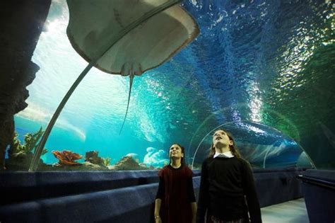 There Is Plenty For Everyone At Sea Life Aquarium Picture Of Istanbul