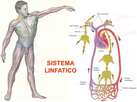 Limportanza Del Sistema Linfatico Fisiokinè Network