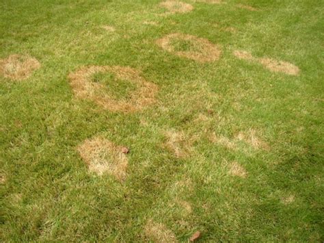 Bestof You Best How To Patch Zoysia Grass Of All Time Check It Out Now