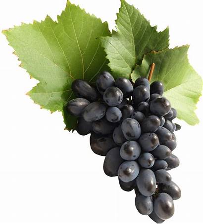 Grapes Grape Uvas Transparent Vine Background Clipart