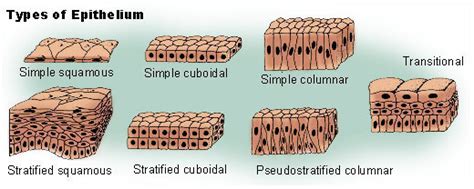 Simple Columnar Epithelium Wikidoc