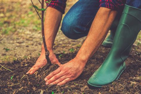 Tree Planting When Is The Best Time Arborlife Cobham Surrey