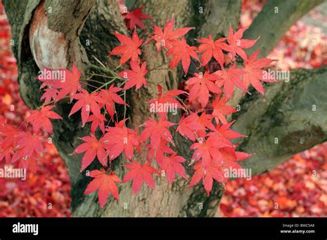 Japanese Maple Red Autumn Leaves Acer Palmatum Stock Photo Alamy