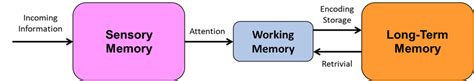 Sensory Memory Working Memory And Long Term Memory Download