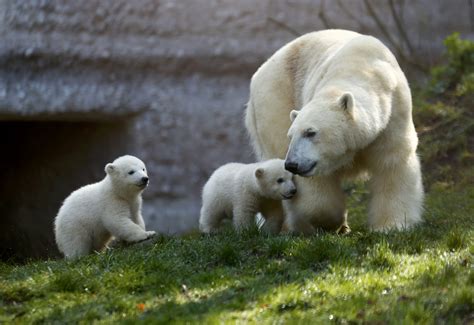 Twin Polar Bear Cubs Playing In Tierpark Hellabrunn Zoo Metro Uk