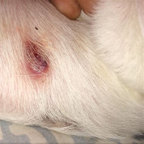 Skin Lesions On Dogs