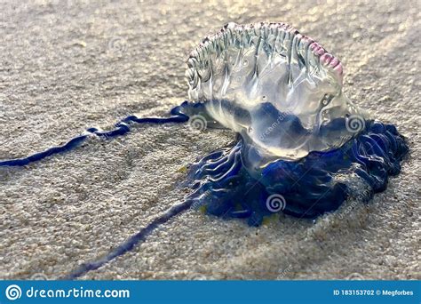 A Bluebottle Jellyfish On The Beach In Australia Stock Photo Image Of