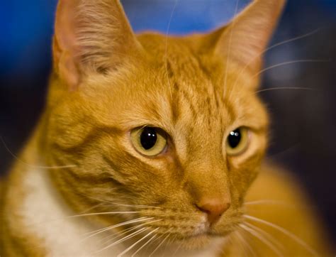 Naming your new kitty companion can feel like a big responsibility. Orange Cat Names - Cat and Dog Lovers