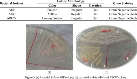 Colony Morphology And Gram Staining Of Bacterial Isolates Download
