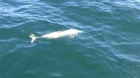A Rare White Porpoise Has Been Spotted In The Baltic Sea