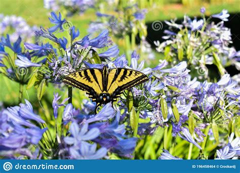 La Farfalla Di Una Tigre Occidentale Poggia Su Una Lily Africana Di