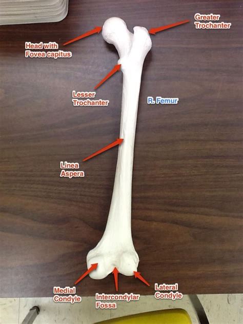R Femur 1 Greater Trochanter A Thick Eminence Located In The