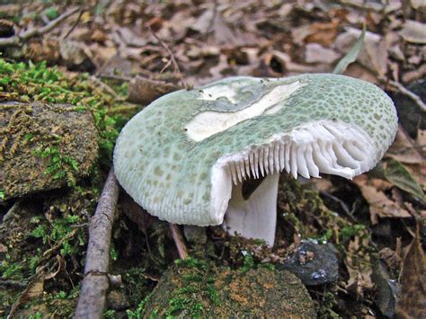 Green Mushroom Russula Virescens Photograph By Carol Senske Fine