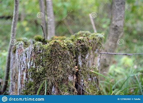 Old Moss Covered Stump In The Autumn Forest Stock Image Image Of