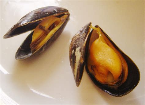Bestandcooked Mussels Dsc09244 Wikipedia