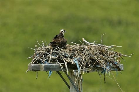 Pin On Birds And Types Of Nests