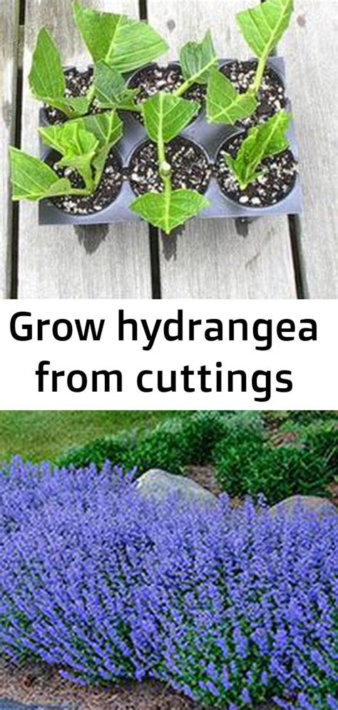 Keep in mind not to give it too much of either sun or shade, which can mess up its flowering potential. How to root hydrangea cuttings. If i can, i want to make ...