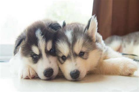 Everybody knows the masked hero of the famous movie. 36 Husky Dog Names Perfect for Your New Best Friend
