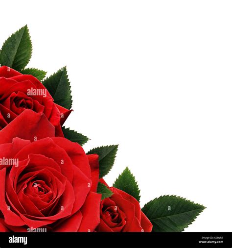 Red Rose Flowers Corner Isolated On White Background Stock Photo