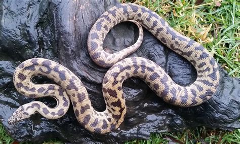 Aussie Reptiles Pythons