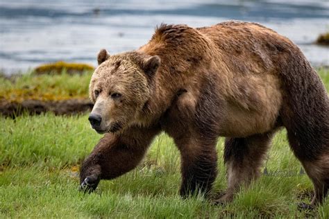 While Grizzly Bears Ursus Arctos Horribilis Primarily Reside On The