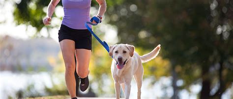 The 10 Best Dog Breeds For Running Blackmores