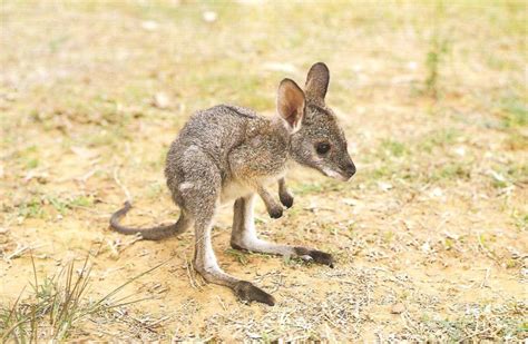 Animals Of The World Eastern Grey Kangaroo