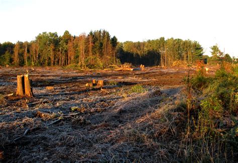Bulldozed Land Protecting The New Jersey Pinelands And Pine Barrens